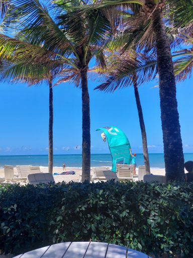 Kite wird an Land gestartet, Blick zwischen Palmen hindurch, Himmel blau