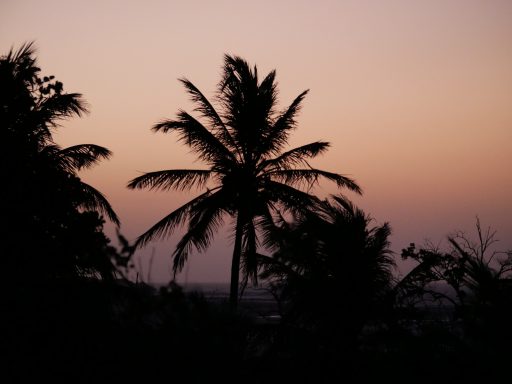 Siluetten von Palmen vor einem farbenfrohen Sonnenuntergang am Horizont.